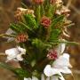 Rosin Weed (Calycadenia multiglandulosa): Notice the brown resin spots on this native plant which give it the name.